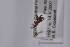  ( - CequD12)  @11 [ ] Copyright (2011) Fabian Haas icipe