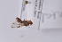  ( - DaspA03)  @12 [ ] Copyright (2011) Fabian Haas icipe