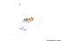  ( - 14383-PlhiA02)  @12 [ ] Copyright (2012) Fabian Haas icipe
