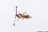  ( - 14676-DiapH07)  @13 [ ] Copyright (2012) Fabian Haas icipe