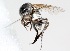  ( - 14678BombH6)  @11 [ ] Copyright (2013) RS Copeland Unspecified