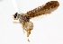  ( - 19646TephA10)  @11 [ ] Copyright (2013) RS Copeland Unspecified