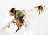  (Trupanea sp. 1 - 19646TephD11)  @11 [ ] Copyright (2013) RS Copeland Unspecified