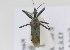  (Rhynocoris venustus - NMK-ENTO 1882)  @11 [ ] Unspecified (default): All Rights Reserved  Unspecified Unspecified