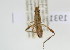  (Hypselopus sp - NMK-ENTO 1931)  @11 [ ] Unspecified (default): All Rights Reserved  Unspecified Unspecified