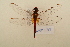  (Trithemis arteriosa - NAT 568)  @15 [ ] Copyright (2011) NMK National Museums of Kenya