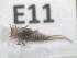  ( - 14479-AfroE11)  @13 [ ] Copyright (2012) Fabian Haas icipe
