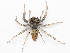  (Euryattus - NMF2012-01399.PK058)  @15 [ ] CreativeCommons - Attribution Non-Commercial Share-Alike (2012) Unspecified Natuurmuseum Fryslân