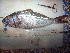  ( - KIF12_290_FC01)  @12 [ ] Copyright (2012) Julia K Baum University of Victoria