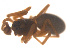  ( - 07CHU-AR-0079)  @12 [ ] CreativeCommons - Attribution (2009) Emily Robinson, Biodiversity Institute of Ontario Centre for Biodiversity Genomics