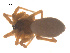  ( - 07CHU-AR-0081)  @12 [ ] CreativeCommons - Attribution (2009) Emily Robinson, Biodiversity Institute of Ontario Centre for Biodiversity Genomics