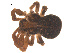  ( - 07CHU-AR-0088)  @12 [ ] CreativeCommons - Attribution (2009) Emily Robinson, Biodiversity Institute of Ontario Centre for Biodiversity Genomics