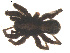 ( - 07CHU-AR-0216)  @12 [ ] CreativeCommons - Attribution (2009) Emily Robinson, Biodiversity Institute of Ontario Centre for Biodiversity Genomics