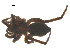  ( - 07CHU-AR-0259)  @12 [ ] CreativeCommons - Attribution (2009) Emily Robinson, Biodiversity Institute of Ontario Centre for Biodiversity Genomics