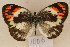 ( - MSA 1006)  @13 [ ] Copyright (2011) NMK National Museums of Kenya