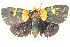  ( - MSA 1030)  @12 [ ] Copyright (2011) NMK National Museums of Kenya