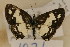  (Tuxentius - MSA 1031)  @13 [ ] Copyright (2011) NMK National Museums of Kenya