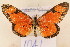  ( - MSA 1041)  @12 [ ] Copyright (2011) NMK National Museums of Kenya
