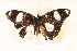  ( - MSA869)  @12 [ ] Copyright (2011) NMK National Museums of Kenya