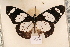  ( - MSA 872)  @12 [ ] Copyright (2011) NMK National Museums of Kenya