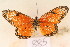  ( - MSA885)  @13 [ ] Copyright (2011) NMK National Museums of Kenya