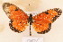  ( - MSA 886)  @13 [ ] Copyright (2011) NMK National Museums of Kenya