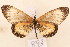  ( - MSA 893)  @14 [ ] Copyright (2011) NMK National Museums of Kenya