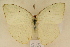  (Catopsilia florella - MSA 915)  @15 [ ] Copyright (2011) NMK National Museums of Kenya