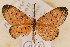  ( - MSA 940)  @13 [ ] Copyright (2011) NMK National Museums of Kenya