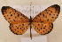  ( - MSA 941)  @14 [ ] Copyright (2011) NMK National Museums of Kenya