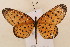  ( - MSA 942)  @14 [ ] Copyright (2011) NMK National Museums of Kenya