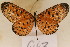  ( - MSA 943)  @13 [ ] Copyright (2011) NMK National Museums of Kenya