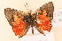  ( - MSA 992)  @13 [ ] Copyright (2011) NMK National Museums of Kenya