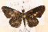  (Anthene bjournstadi - NN 1450)  @12 [ ] Copyright (2011) NMK National Museums of Kenya