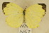  (Eurema senegalensis - NN 1453)  @14 [ ] Copyright (2011) NMK National Museums of Kenya