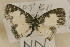  (Tuxentius margaritaceus - NN 1467)  @12 [ ] Copyright (2011) NMK National Museums of Kenya