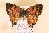  (Uranothauma cordatus - NN 1491)  @12 [ ] Copyright (2011) NMK National Museums of Kenya