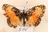  ( - SN 1485)  @12 [ ] Copyright (2011) NMK National Museums of Kenya
