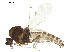  ( - BIOUG43817-C11)  @11 [ ] CreativeCommons - Attribution (2018) CBG Photography Group Centre for Biodiversity Genomics