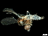  ( - BIOUG43416-D01)  @11 [ ] CreativeCommons - Attribution (2019) CBG Photography Group Centre for Biodiversity Genomics