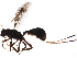  ( - BIOUG43851-E02)  @11 [ ] CreativeCommons - Attribution (2019) CBG Photography Group Centre for Biodiversity Genomics