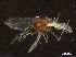  ( - BIOUG43888-F01)  @11 [ ] CreativeCommons - Attribution (2018) CBG Photography Group Centre for Biodiversity Genomics