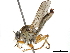 (Ommatius flavipes - BIOUG45230-G03)  @11 [ ] CreativeCommons - Attribution (2019) CBG Photography Group Centre for Biodiversity Genomics