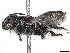  (Noteriades - BIOUG48388-C12)  @11 [ ] CreativeCommons - Attribution (2021) CBG Photography Group Centre for Biodiversity Genomics