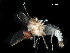  ( - BIOUG43120-E02)  @11 [ ] CreativeCommons - Attribution (2019) CBG Photography Group Centre for Biodiversity Genomics