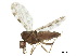 ( - BIOUG43230-A03)  @11 [ ] CreativeCommons - Attribution (2018) CBG Photography Group Centre for Biodiversity Genomics