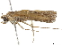  ( - BIOUG43260-A08)  @11 [ ] CreativeCommons - Attribution (2019) CBG Photography Group Centre for Biodiversity Genomics