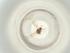  (Culicoides leucostictus - BIOUG48156-B01)  @11 [ ] CreativeCommons - Attribution Share - Alike (2024) Centre for Biodiversity Genomics Centre for Biodiversity Genomics