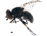  (Haematobosca uniseriata - BIOUG42898-A12)  @11 [ ] CreativeCommons - Attribution (2018) CBG Photography Group Centre for Biodiversity Genomics