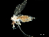  ( - BIOUG43125-D10)  @11 [ ] CreativeCommons - Attribution (2019) CBG Photography Group Centre for Biodiversity Genomics